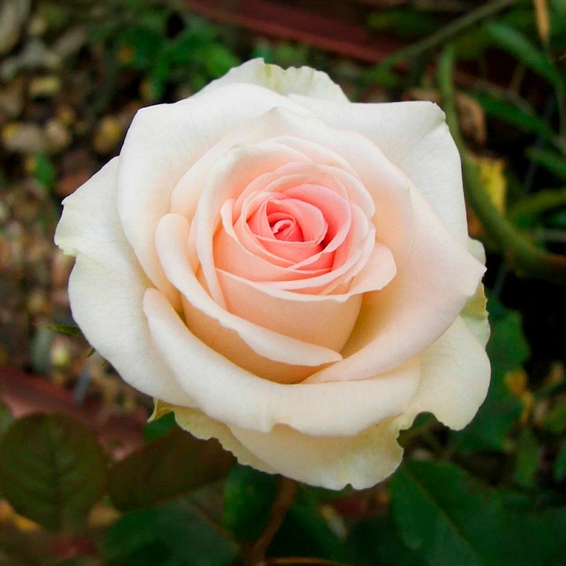 Роза чайно-гибридная Ла Перла 